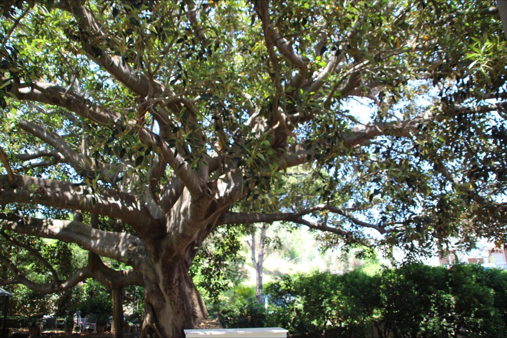 Affittacamere La Magnolia Bacoli Exterior photo